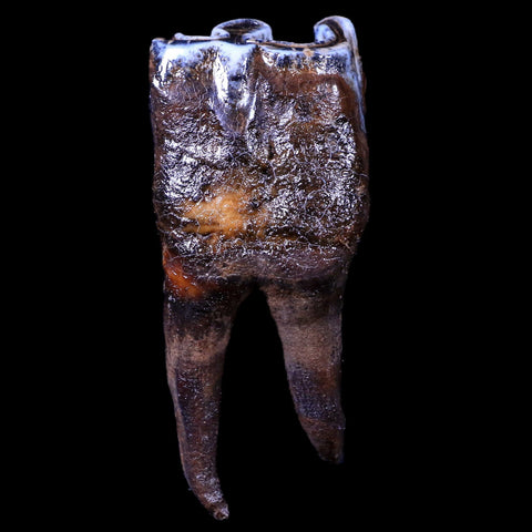 3.7" Woolly Rhinoceros Fossil Rooted Tooth Pleistocene Age Megafauna Russia COA - Fossil Age Minerals