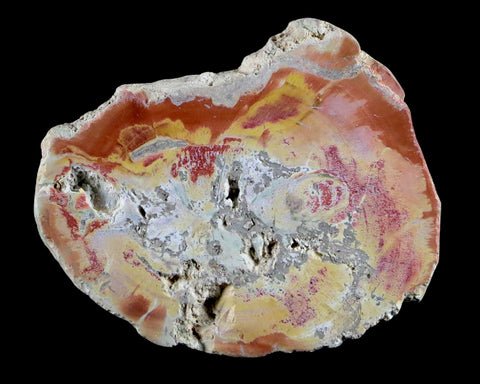 2.3" Fossilized Polished Petrified Wood Branch Madagascar 66-225 Million Yrs Old - Fossil Age Minerals