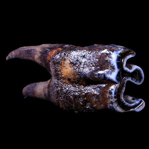 3.7" Woolly Rhinoceros Fossil Rooted Tooth Pleistocene Age Megafauna Russia COA - Fossil Age Minerals