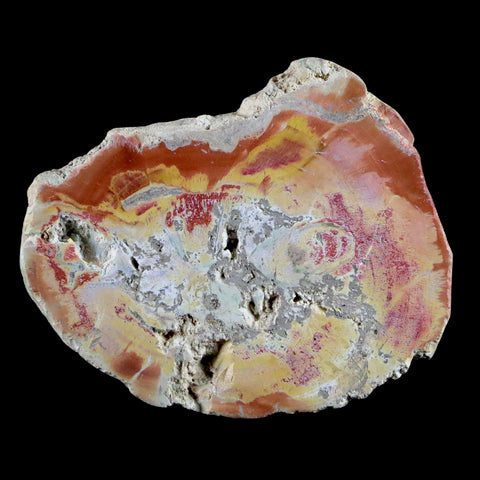 2.3" Fossilized Polished Petrified Wood Branch Madagascar 66-225 Million Yrs Old - Fossil Age Minerals