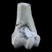 1.8" Oreodont Merycoidodon Fossil Limb Bone Oligocene Age Badlands SD COA