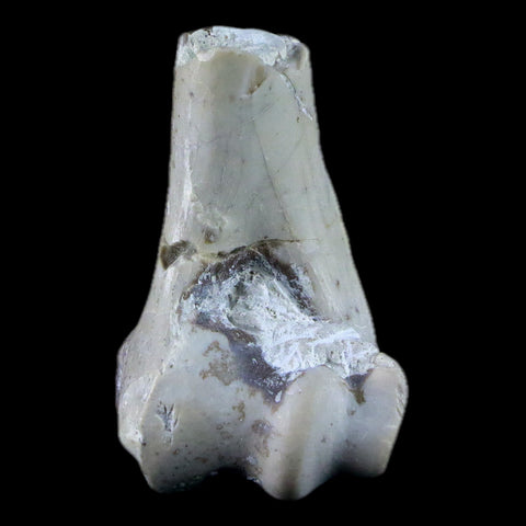 1.8" Oreodont Merycoidodon Fossil Limb Bone Oligocene Age Badlands SD COA - Fossil Age Minerals