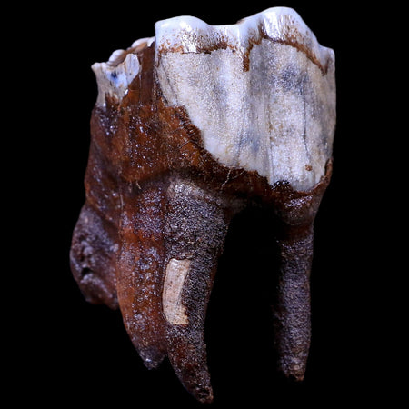 3.2" Woolly Rhinoceros Fossil Rooted Tooth Pleistocene Age Megafauna Russia COA