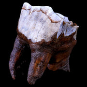 3.2" Woolly Rhinoceros Fossil Rooted Tooth Pleistocene Age Megafauna Russia COA