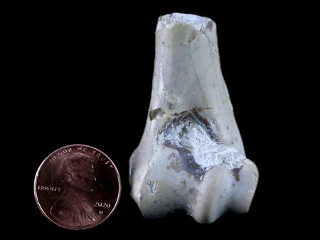 1.8" Oreodont Merycoidodon Fossil Limb Bone Oligocene Age Badlands SD COA