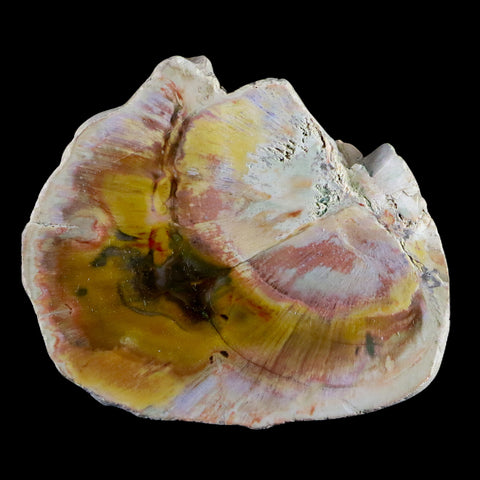 2.5" Fossilized Polished Petrified Wood Branch Madagascar 66-225 Million Yrs Old - Fossil Age Minerals