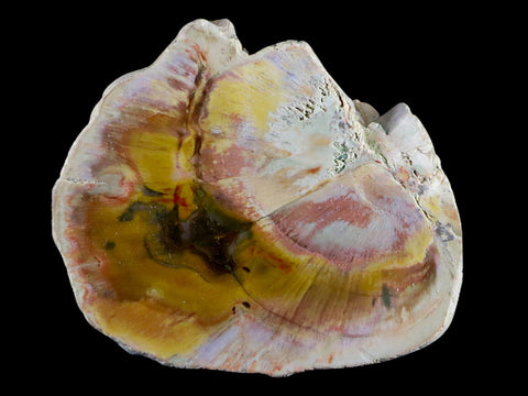 2.5" Fossilized Polished Petrified Wood Branch Madagascar 66-225 Million Yrs Old - Fossil Age Minerals