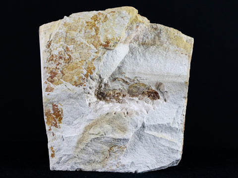 Fossil Crab Pinnixa Galliheri Pea Crab Monterey Cty San Luis Obispo Miocene Epoch - Fossil Age Minerals
