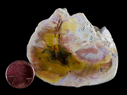 2.5" Fossilized Polished Petrified Wood Branch Madagascar 66-225 Million Yrs Old - Fossil Age Minerals