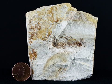 Fossil Crab Pinnixa Galliheri Pea Crab Monterey Cty San Luis Obispo Miocene Epoch - Fossil Age Minerals