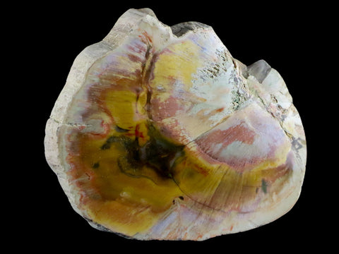 2.5" Fossilized Polished Petrified Wood Branch Madagascar 66-225 Million Yrs Old - Fossil Age Minerals