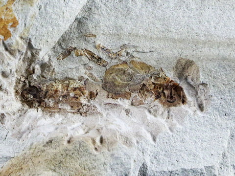 Fossil Crab Pinnixa Galliheri Pea Crab Monterey Cty San Luis Obispo Miocene Epoch - Fossil Age Minerals