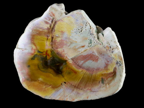 2.5" Fossilized Polished Petrified Wood Branch Madagascar 66-225 Million Yrs Old - Fossil Age Minerals