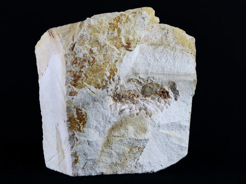 Fossil Crab Pinnixa Galliheri Pea Crab Monterey Cty San Luis Obispo Miocene Epoch - Fossil Age Minerals