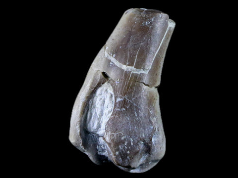 1.8" Oreodont Merycoidodon Fossil Limb Bone Oligocene Age Badlands SD COA - Fossil Age Minerals