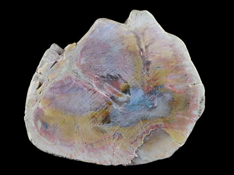 2.5" Fossilized Polished Petrified Wood Branch Madagascar 66-225 Million Yrs Old - Fossil Age Minerals