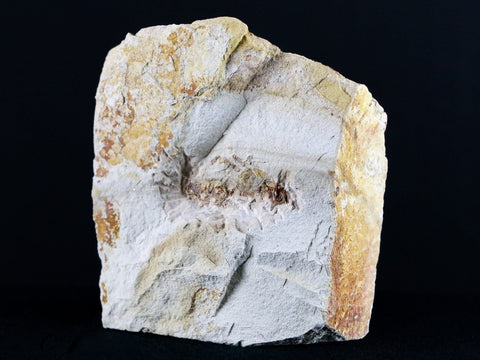 Fossil Crab Pinnixa Galliheri Pea Crab Monterey Cty San Luis Obispo Miocene Epoch - Fossil Age Minerals