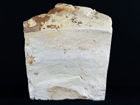 Fossil Crab Pinnixa Galliheri Pea Crab Monterey Cty San Luis Obispo Miocene Epoch - Fossil Age Minerals
