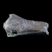 1.9" Oreodont Merycoidodon Fossil Limb Bone Oligocene Age Badlands SD COA