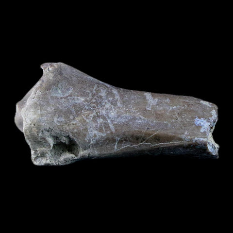 1.9" Oreodont Merycoidodon Fossil Limb Bone Oligocene Age Badlands SD COA - Fossil Age Minerals