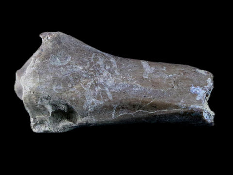 1.9" Oreodont Merycoidodon Fossil Limb Bone Oligocene Age Badlands SD COA - Fossil Age Minerals