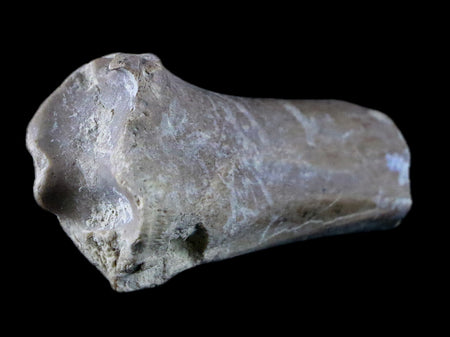 1.9" Oreodont Merycoidodon Fossil Limb Bone Oligocene Age Badlands SD COA
