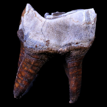 3.2" Woolly Rhinoceros Fossil Rooted Tooth Pleistocene Age Megafauna Russia COA