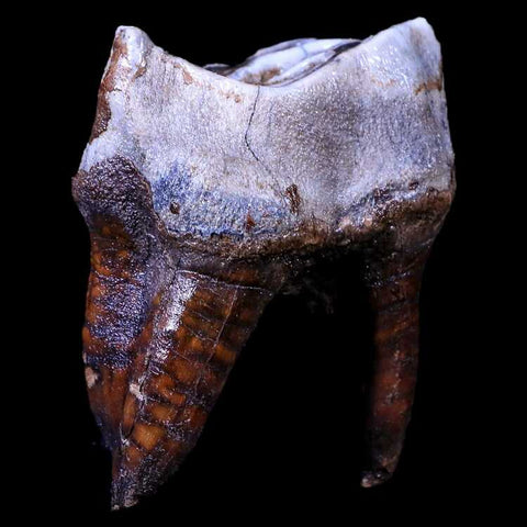 3.2" Woolly Rhinoceros Fossil Rooted Tooth Pleistocene Age Megafauna Russia COA - Fossil Age Minerals