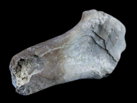 1.9" Oreodont Merycoidodon Fossil Limb Bone Oligocene Age Badlands SD COA - Fossil Age Minerals