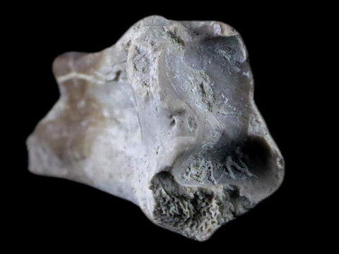 1.9" Oreodont Merycoidodon Fossil Limb Bone Oligocene Age Badlands SD COA - Fossil Age Minerals