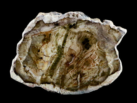 2.1" Fossilized Polished Petrified Wood Branch Madagascar 66-225 Million Yrs Old - Fossil Age Minerals