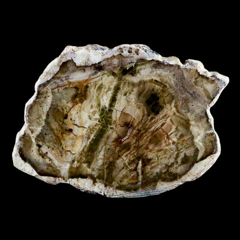 2.1" Fossilized Polished Petrified Wood Branch Madagascar 66-225 Million Yrs Old - Fossil Age Minerals