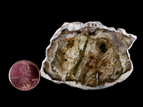 2.1" Fossilized Polished Petrified Wood Branch Madagascar 66-225 Million Yrs Old - Fossil Age Minerals