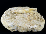 Fossil Saw Tooth Barb In Matrix Ray Schizorhiza Stromeri Chainsaw Fish Cretaceous
