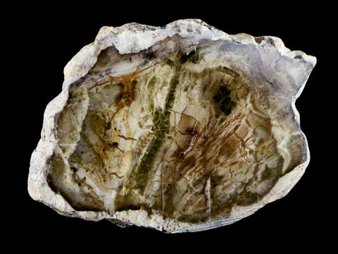 2.1" Fossilized Polished Petrified Wood Branch Madagascar 66-225 Million Yrs Old - Fossil Age Minerals