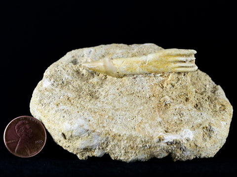 Fossil Saw Tooth Barb In Matrix Ray Schizorhiza Stromeri Chainsaw Fish Cretaceous - Fossil Age Minerals