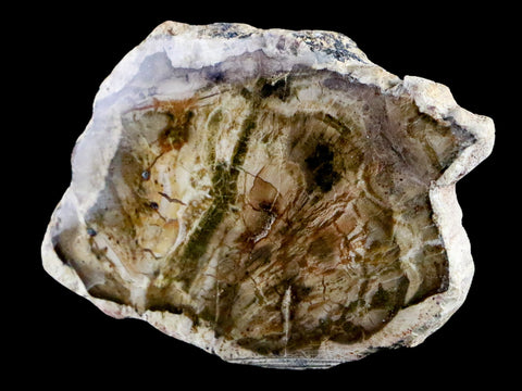 2.1" Fossilized Polished Petrified Wood Branch Madagascar 66-225 Million Yrs Old - Fossil Age Minerals