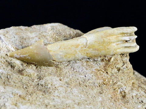 Fossil Saw Tooth Barb In Matrix Ray Schizorhiza Stromeri Chainsaw Fish Cretaceous - Fossil Age Minerals