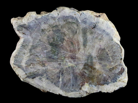 2.1" Fossilized Polished Petrified Wood Branch Madagascar 66-225 Million Yrs Old - Fossil Age Minerals