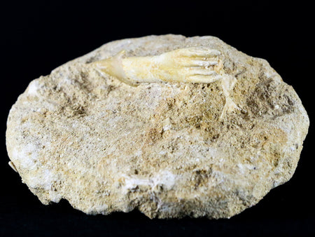 Fossil Saw Tooth Barb In Matrix Ray Schizorhiza Stromeri Chainsaw Fish Cretaceous