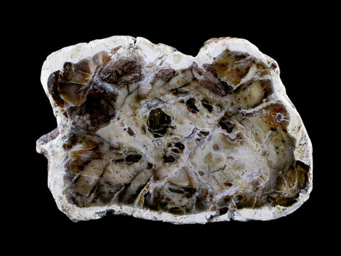 2.6" Fossilized Polished Petrified Wood Branch Madagascar 66-225 Million Yrs Old - Fossil Age Minerals
