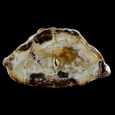 2.6" Fossilized Polished Petrified Wood Branch Madagascar 66-225 Million Yrs Old - Fossil Age Minerals