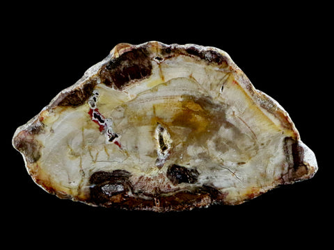 2.6" Fossilized Polished Petrified Wood Branch Madagascar 66-225 Million Yrs Old - Fossil Age Minerals