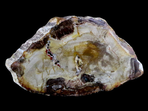 2.6" Fossilized Polished Petrified Wood Branch Madagascar 66-225 Million Yrs Old - Fossil Age Minerals