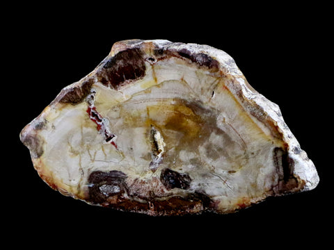 2.6" Fossilized Polished Petrified Wood Branch Madagascar 66-225 Million Yrs Old - Fossil Age Minerals