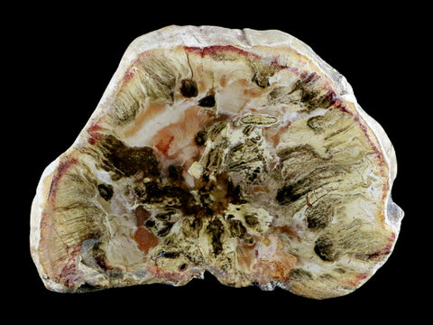 2.3" Fossilized Polished Petrified Wood Branch Madagascar 66-225 Million Yrs Old - Fossil Age Minerals