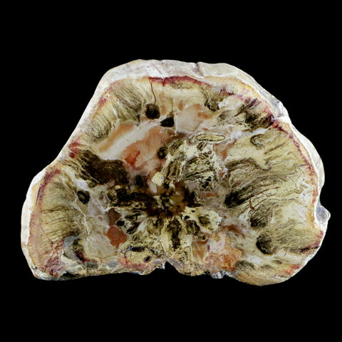 2.3" Fossilized Polished Petrified Wood Branch Madagascar 66-225 Million Yrs Old - Fossil Age Minerals