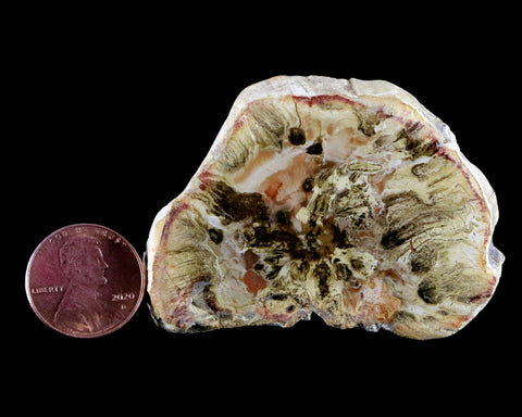 2.3" Fossilized Polished Petrified Wood Branch Madagascar 66-225 Million Yrs Old - Fossil Age Minerals