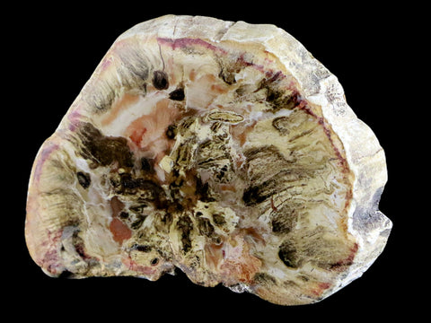 2.3" Fossilized Polished Petrified Wood Branch Madagascar 66-225 Million Yrs Old - Fossil Age Minerals
