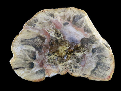 2.3" Fossilized Polished Petrified Wood Branch Madagascar 66-225 Million Yrs Old - Fossil Age Minerals